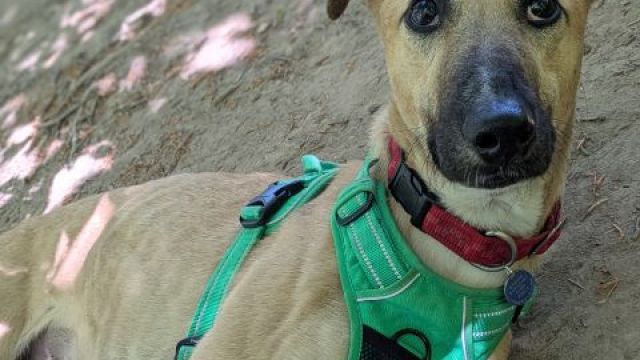 Pet Image